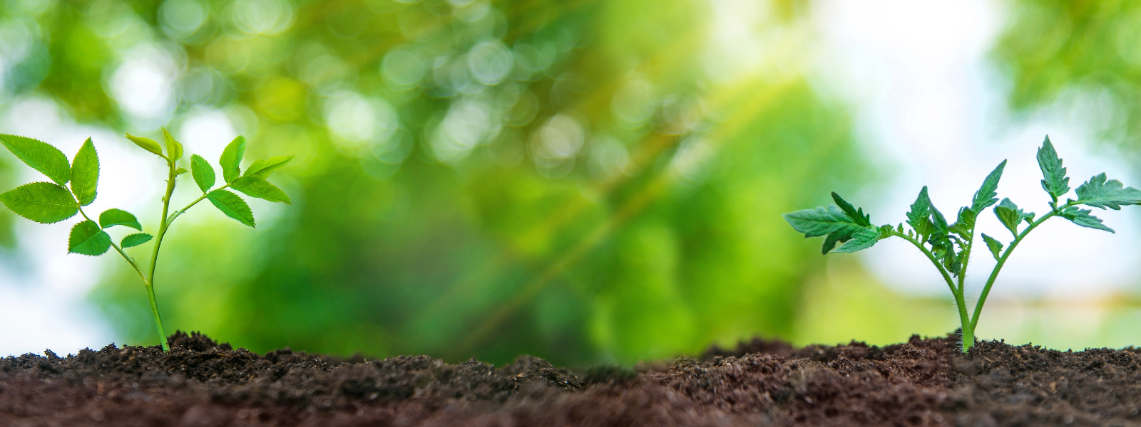 Sustainability banner with plants growing out of fresh soil in the sun.